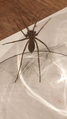 Eratigena atrica