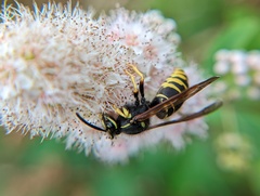 Vespula vidua