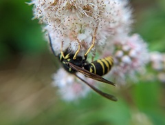Vespula vidua