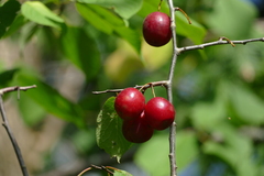 Prunus nigra