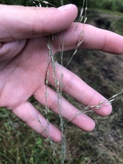 Eragrostis atrovirens