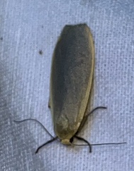 Eilema griseola