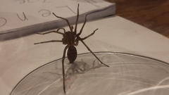 Eratigena atrica