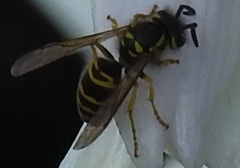 Vespula maculifrons
