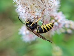 Vespula vidua
