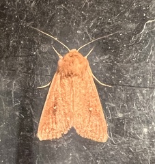 Mythimna albipuncta