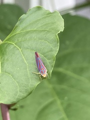 Graphocephala coccinea
