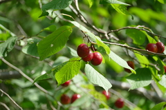 Prunus nigra