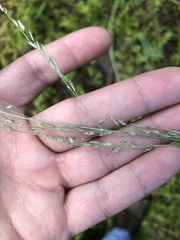 Eragrostis atrovirens