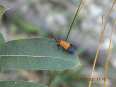 Calopteron terminale