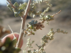 Atriplex polycarpa