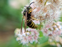 Vespula vidua