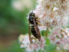 Vespula vidua