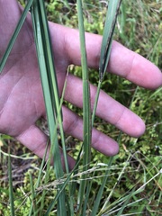 Eragrostis atrovirens