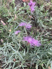 Centaurea stoebe