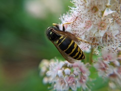 Vespula vidua