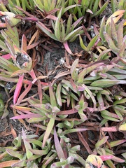 Carpobrotus chilensis
