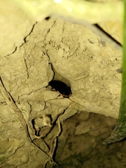 Opisthoplatia orientalis