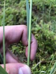Eragrostis atrovirens