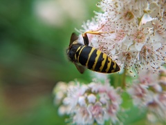 Vespula vidua