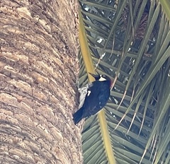 Melanerpes formicivorus