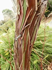 Eucalyptus caesia
