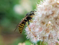 Vespula vidua