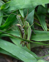 Dichromorpha viridis