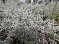 Cladonia
