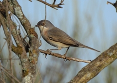 Curruca iberiae