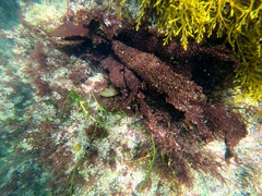 Chondracanthus exasperatus