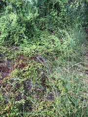 Eragrostis atrovirens