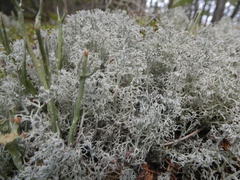 Cladonia
