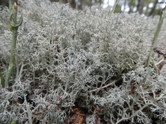 Cladonia
