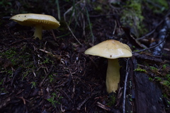 Tricholoma equestre