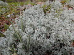 Cladonia