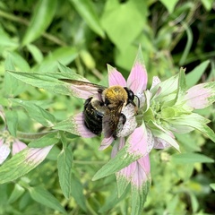 Xylocopa virginica virginica
