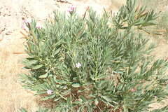 Nerium oleander