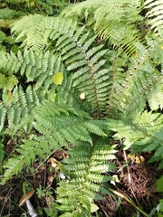Polystichum braunii