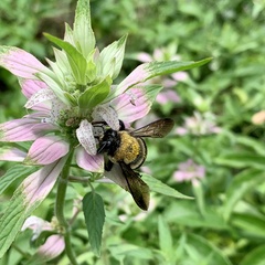 Xylocopa virginica virginica