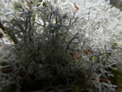 Cladonia