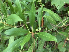 Cartrema americana