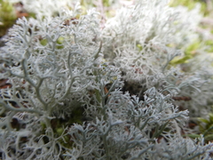 Cladonia