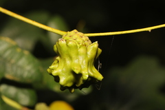 Andricus quercuscalicis