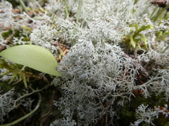 Cladonia
