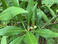 Cartrema americana