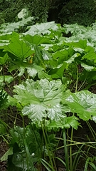 Darmera peltata