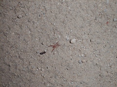 Solifugae