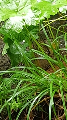 Darmera peltata