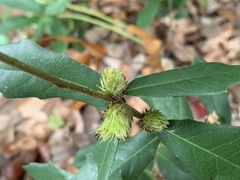 Andricus quercusfoliatus